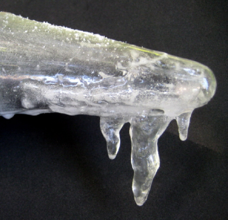 Jack in the Box - Frosty Nose